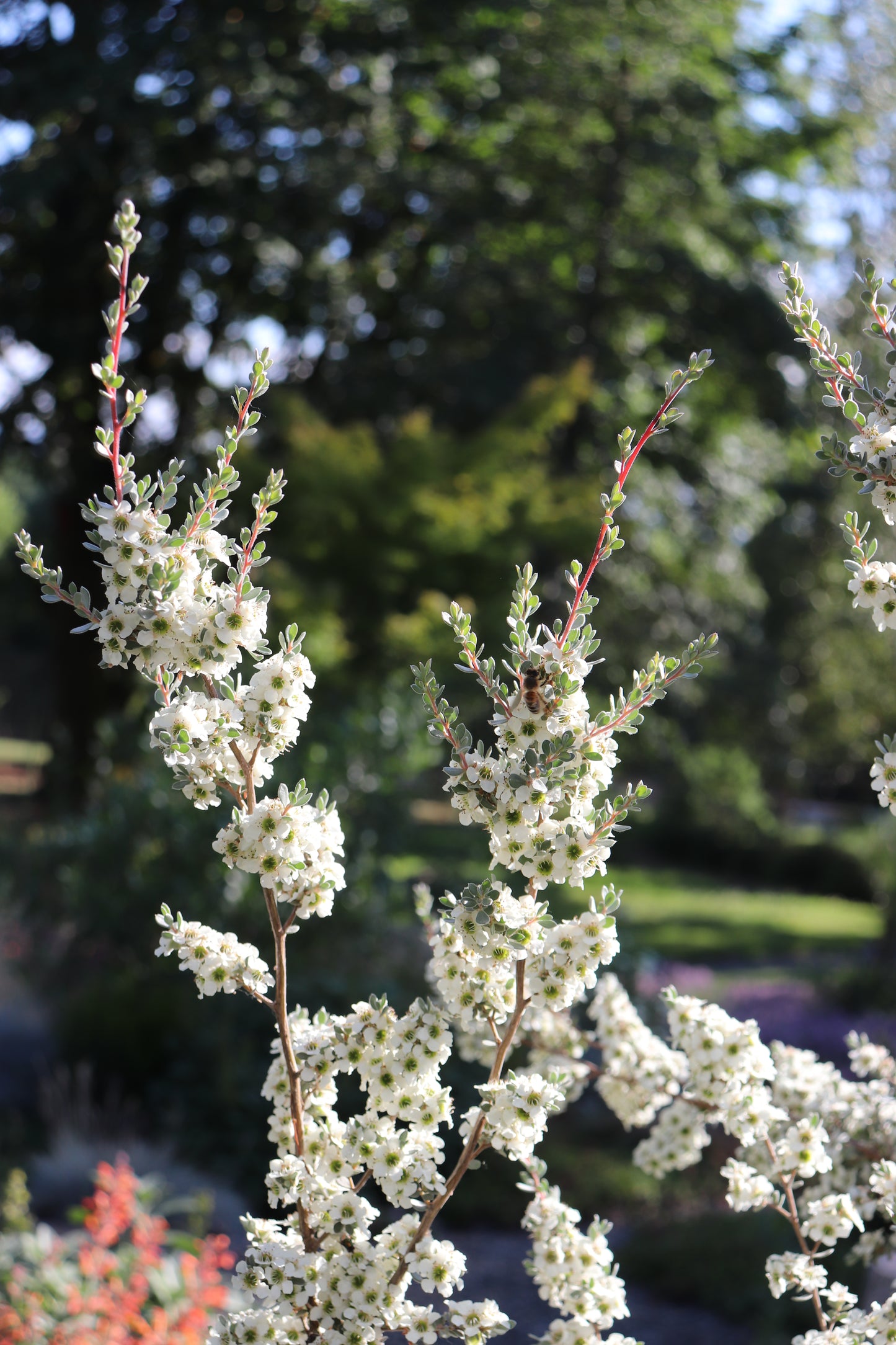 *RETAIL - Leptospermum lanigerum