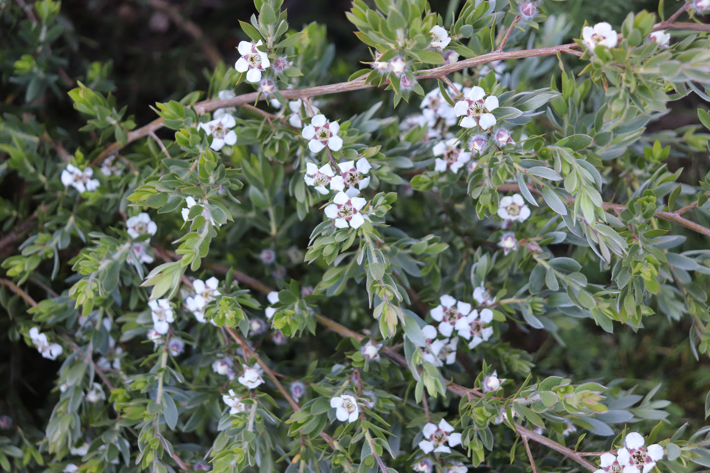 *RETAIL - Leptospermum namadgiensis