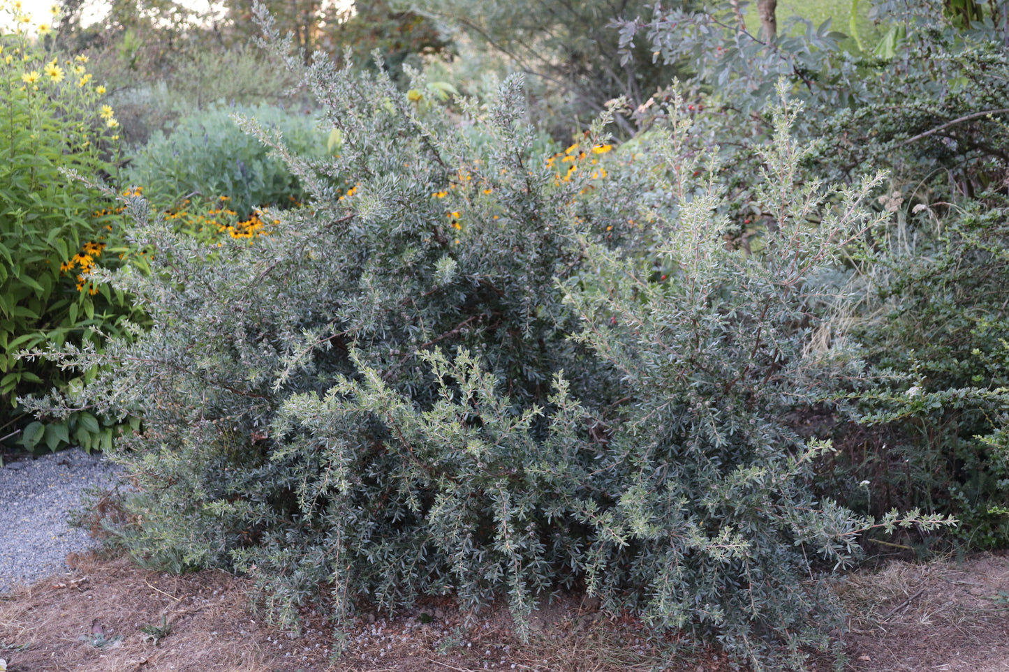 *RETAIL - Leptospermum namadgiensis