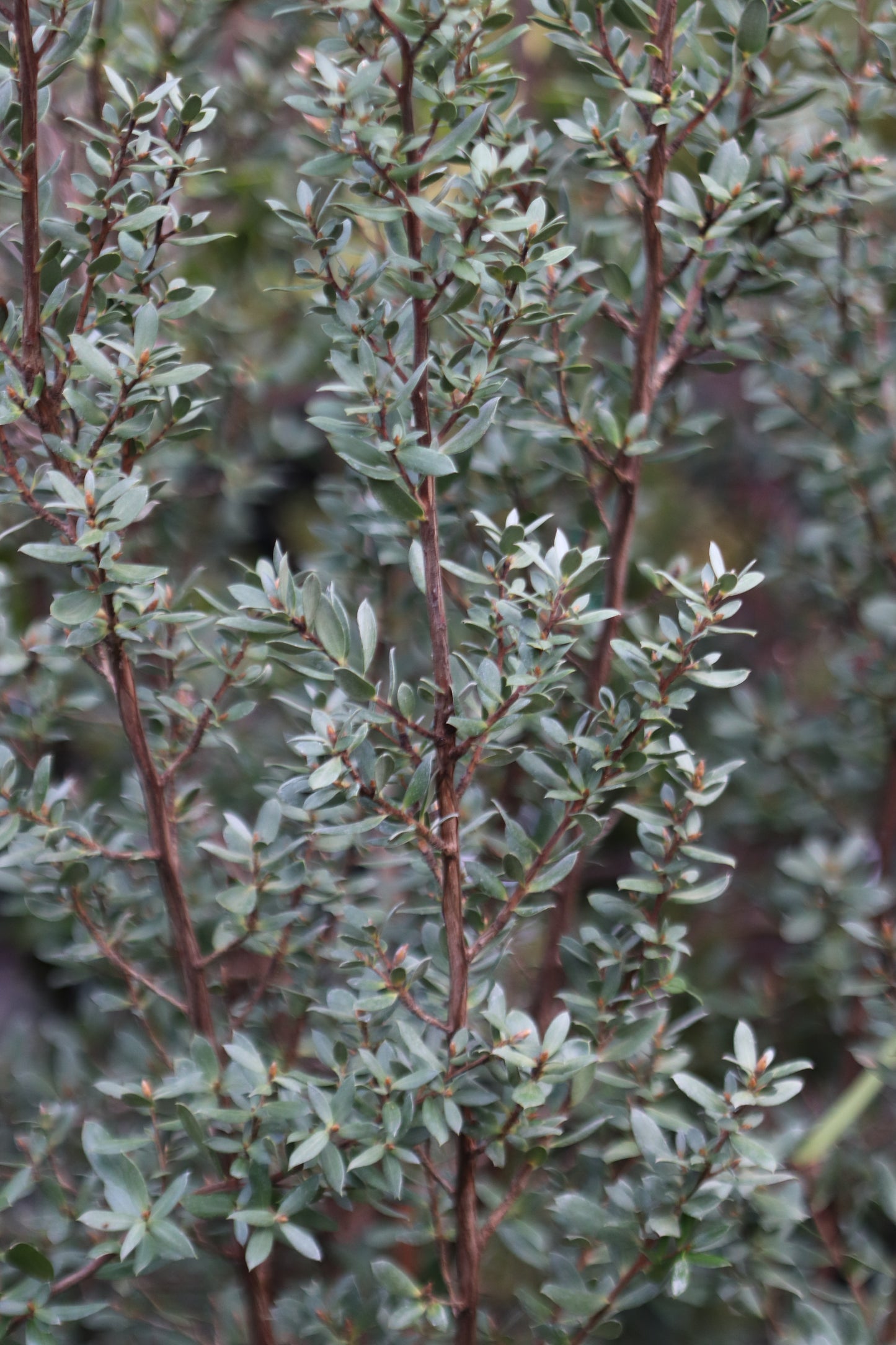 Leptospermum sp. [Mike Remmick]