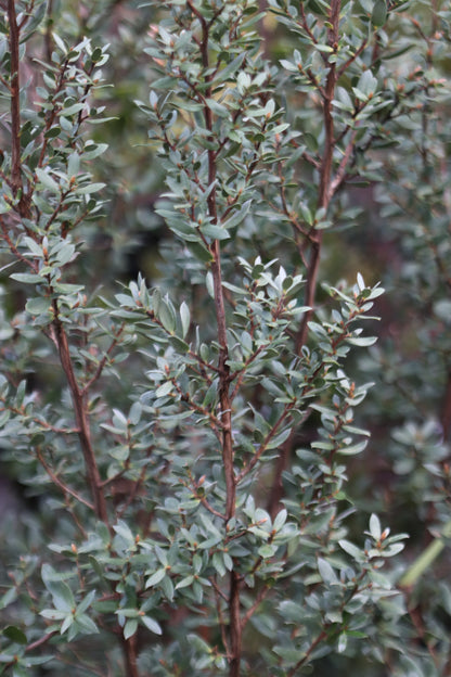*RETAIL - Leptospermum sp. [Mike Remmick]