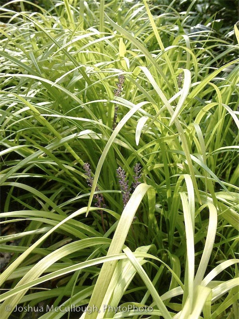 Liriope muscari 'Peedee Ingot'