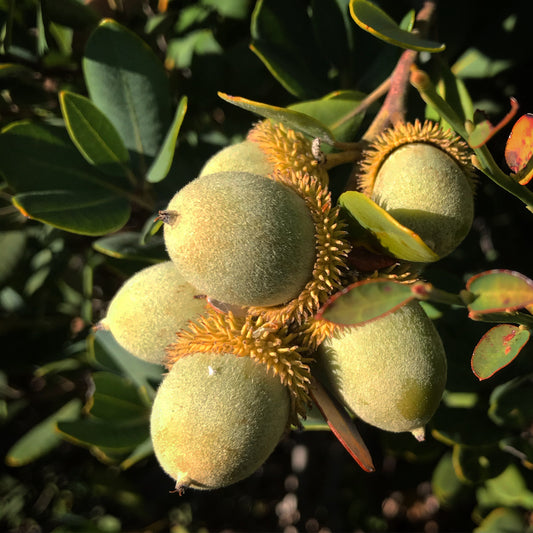 Notholithocarpus densiflorus var. echinoides