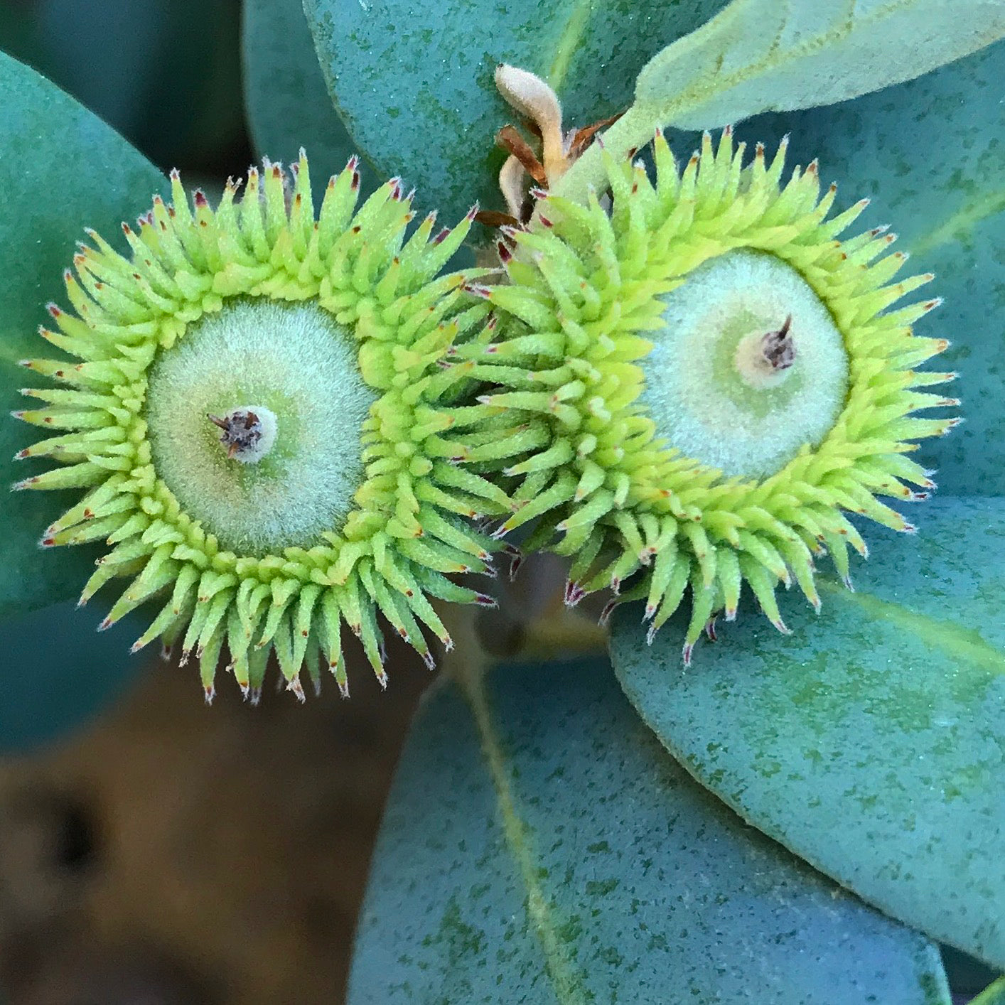 Lithocarpus densiflorus var. echinoides