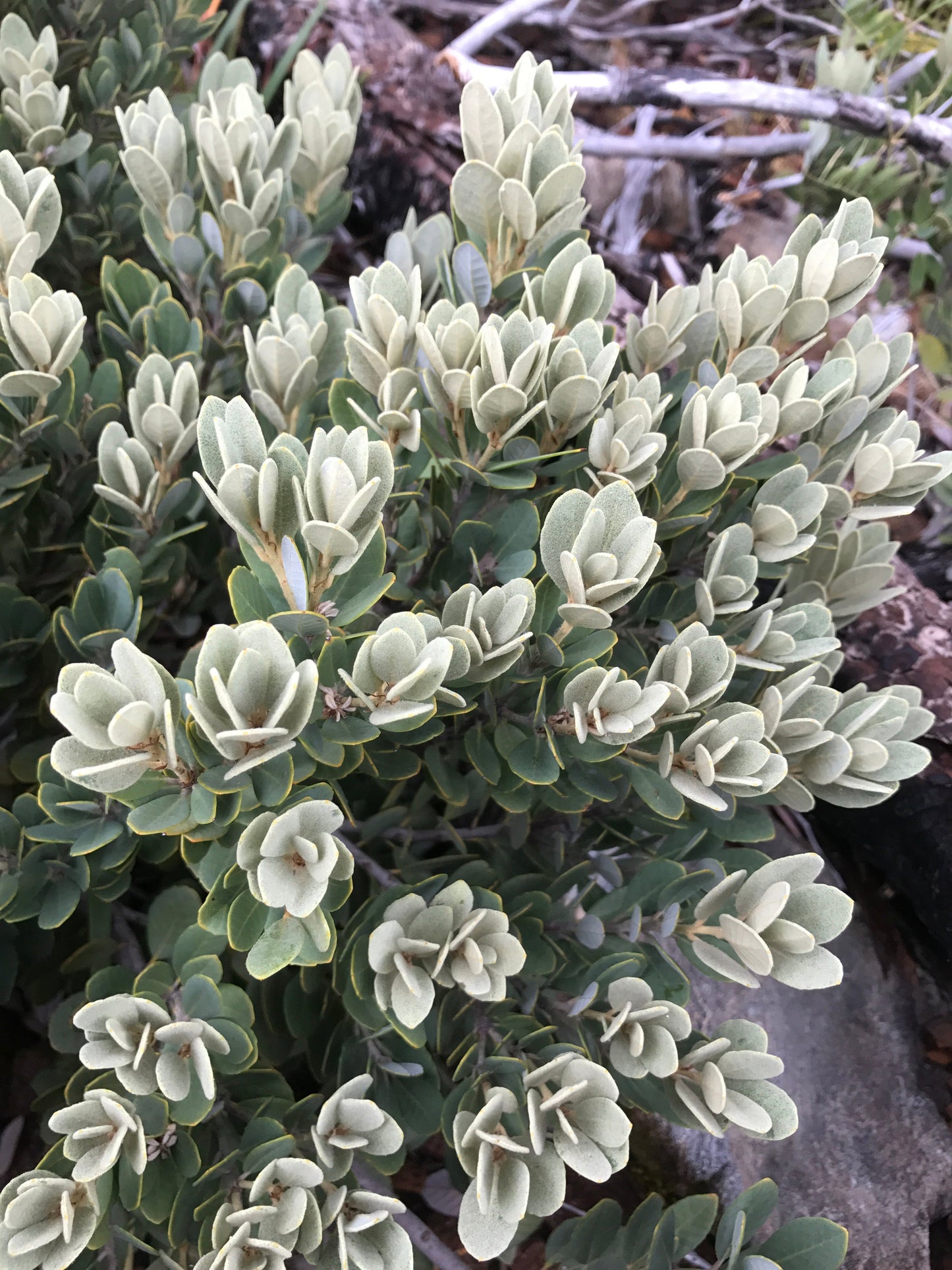 Lithocarpus densiflorus var. echinoides