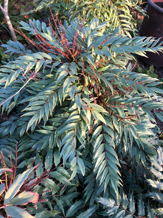 *RETAIL - Mahonia eurybracteata 'Cistus Silvers'