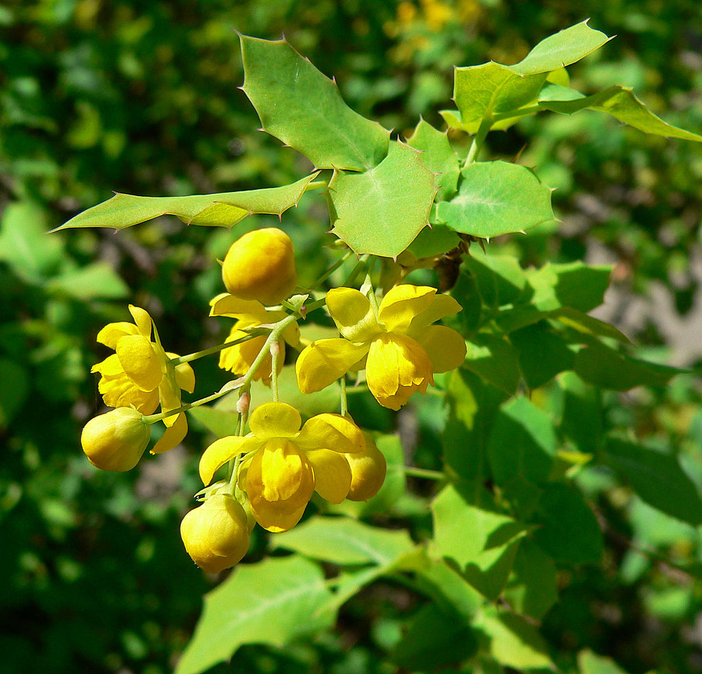 Mahonia fremontii 21.0212