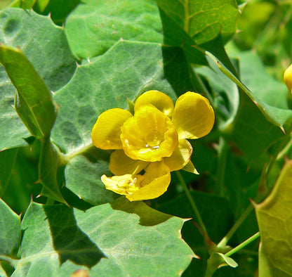 Mahonia fremontii 21.0212