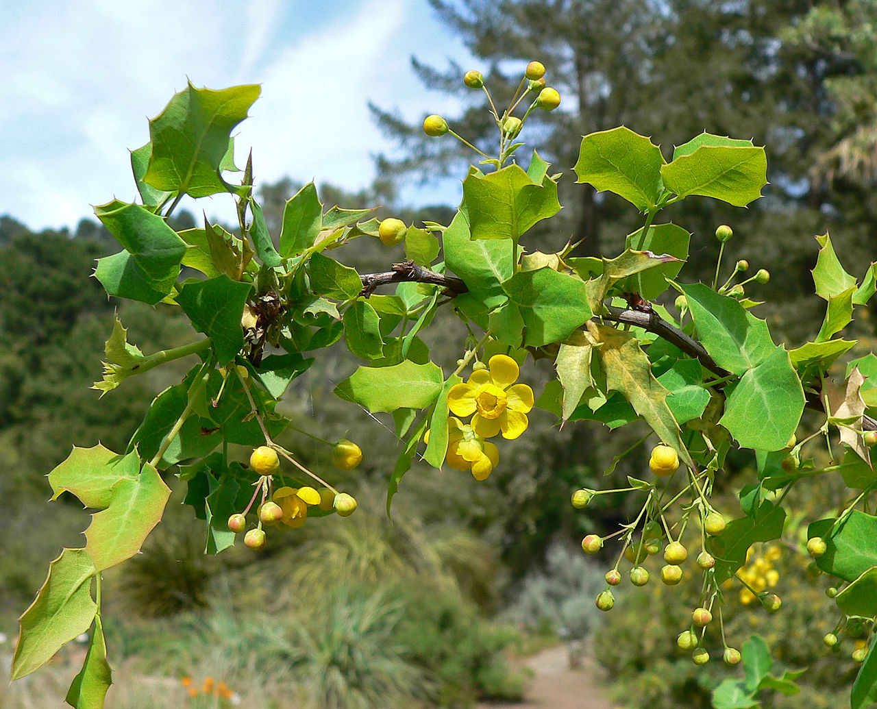 Mahonia fremontii 21.0212