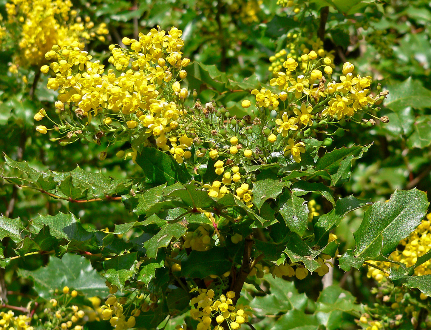 Mahonia pinnata ssp. insularis 'Shnilemoon'