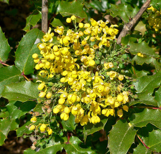 Mahonia pinnata ssp. insularis 'Shnilemoon'