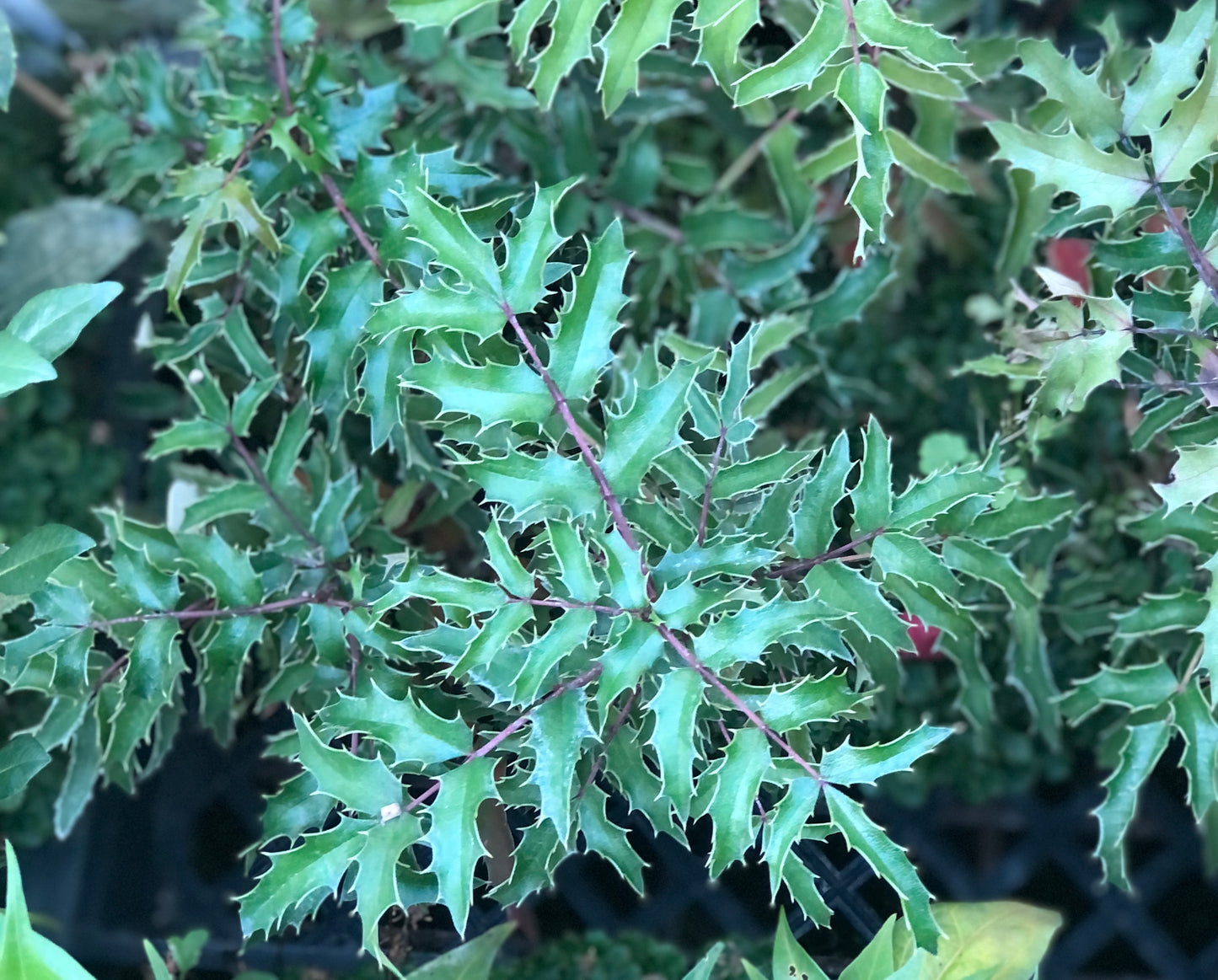 Mahonia moranensis (druckerei)