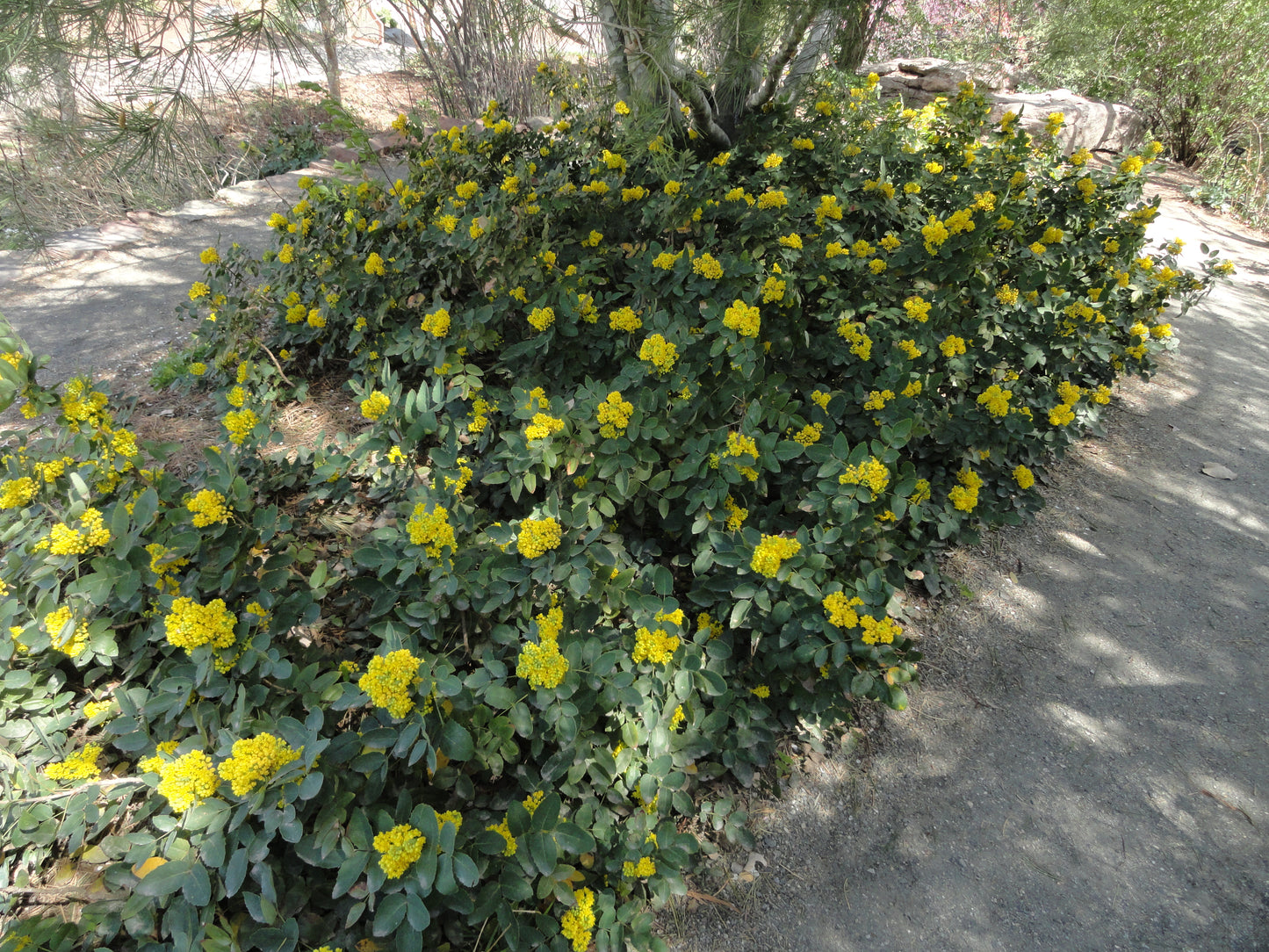 *RETAIL - Mahonia repens