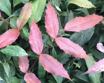 Mahonia x savilliana