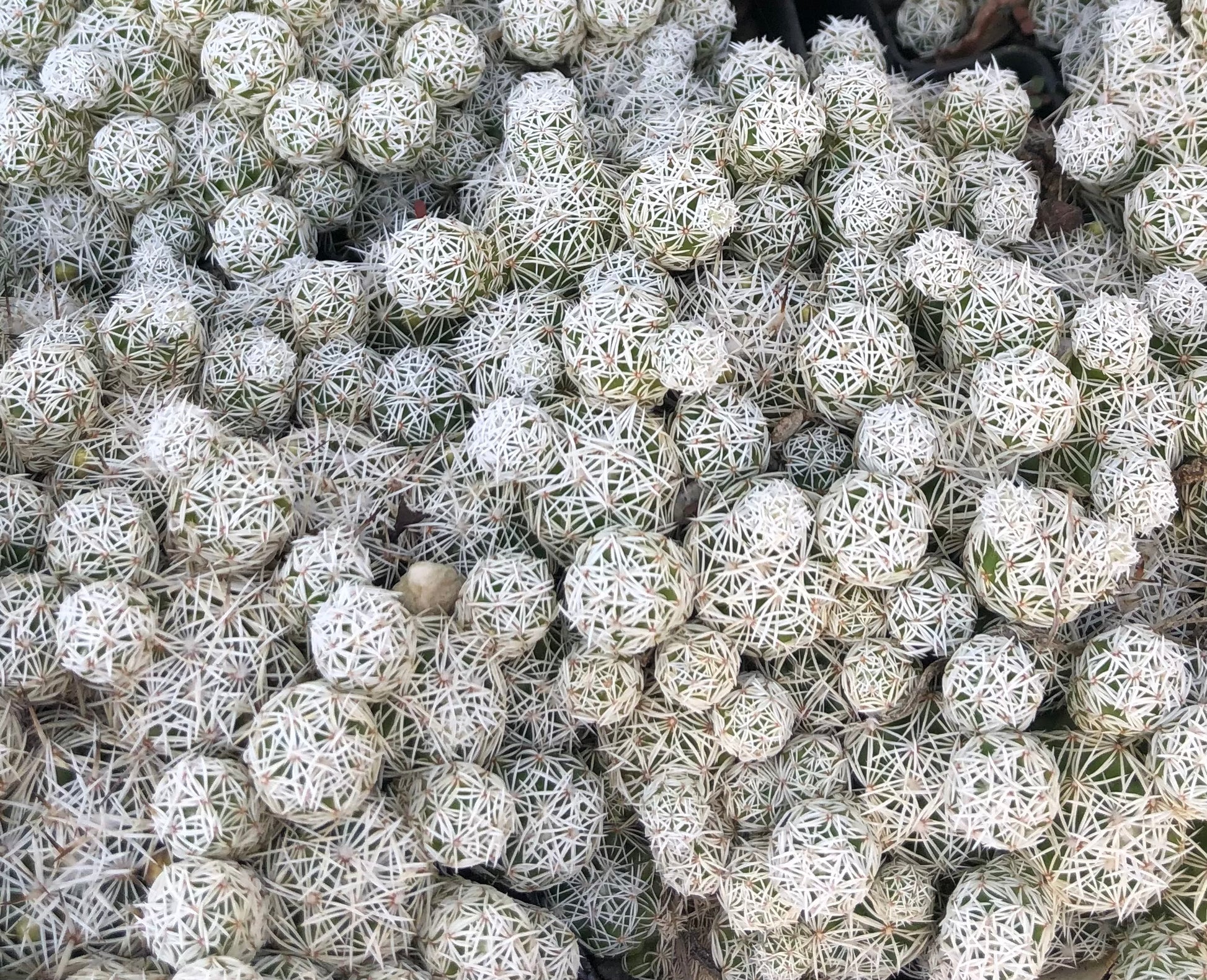 mammillaria succulent Mammillaria gracilis – Cistus Nursery