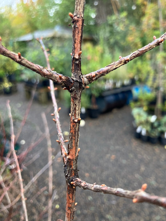 *RETAIL - Metasequoia glyptostroboides 'Dawn'