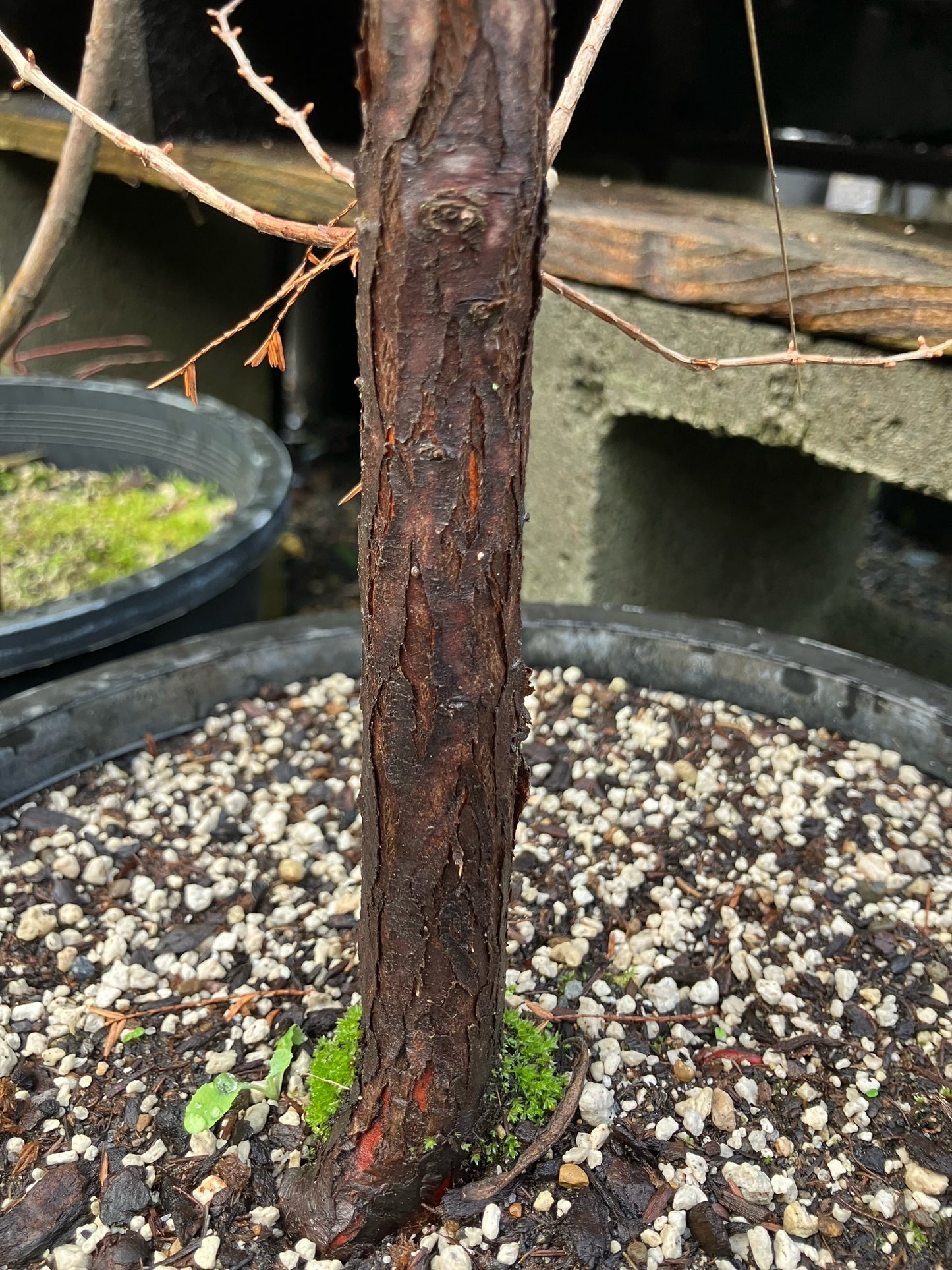 *RETAIL - Metasequoia glyptostroboides 'Dawn'