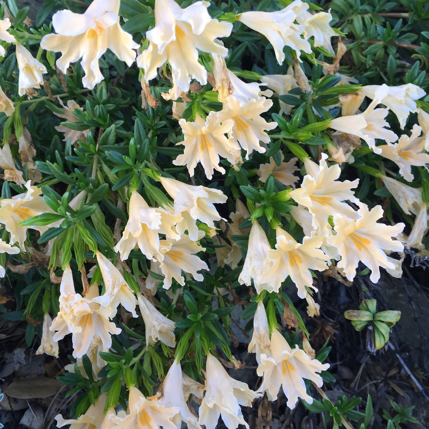 *RETAIL - Mimulus bifidus var. alba