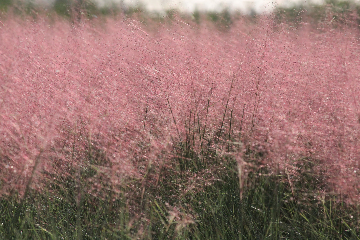 Muhlenbergia reverchonii