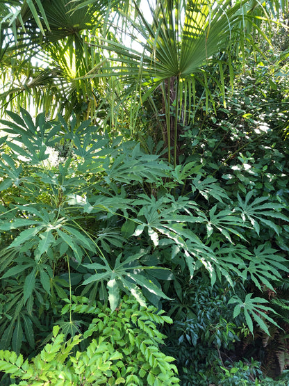 Fatsia polycarpa 'Needham’s Lace'