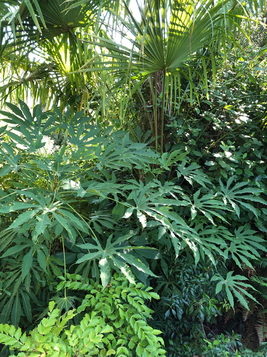 *RETAIL - Fatsia polycarpa ‘Needham's Lace’