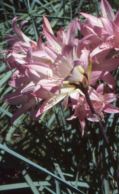 Nerine filifolia