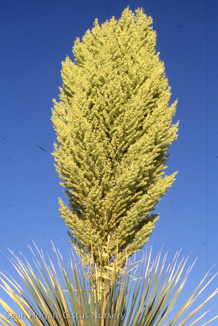 Nolina Nelsonii 120 Cm – Pianta Naturale Erba Dell'Orso Blu – Decorazione D'Interni Verde E Resistente