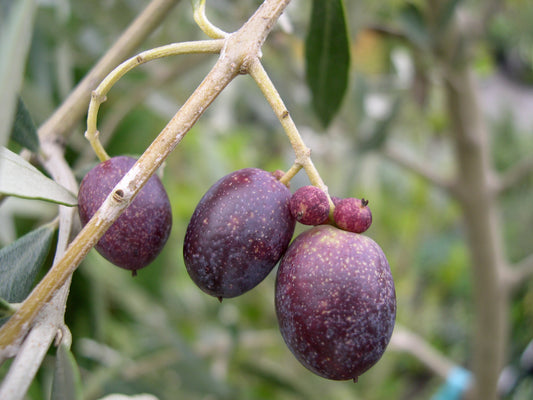 *RETAIL - Olea europaea 'Vassilika'