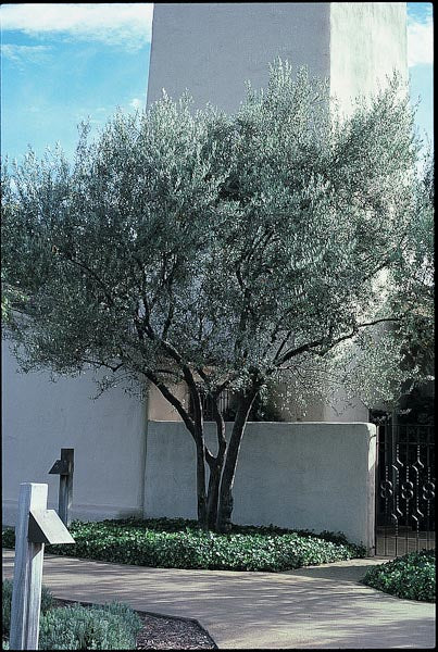 Olea europaea 'Pendolino’