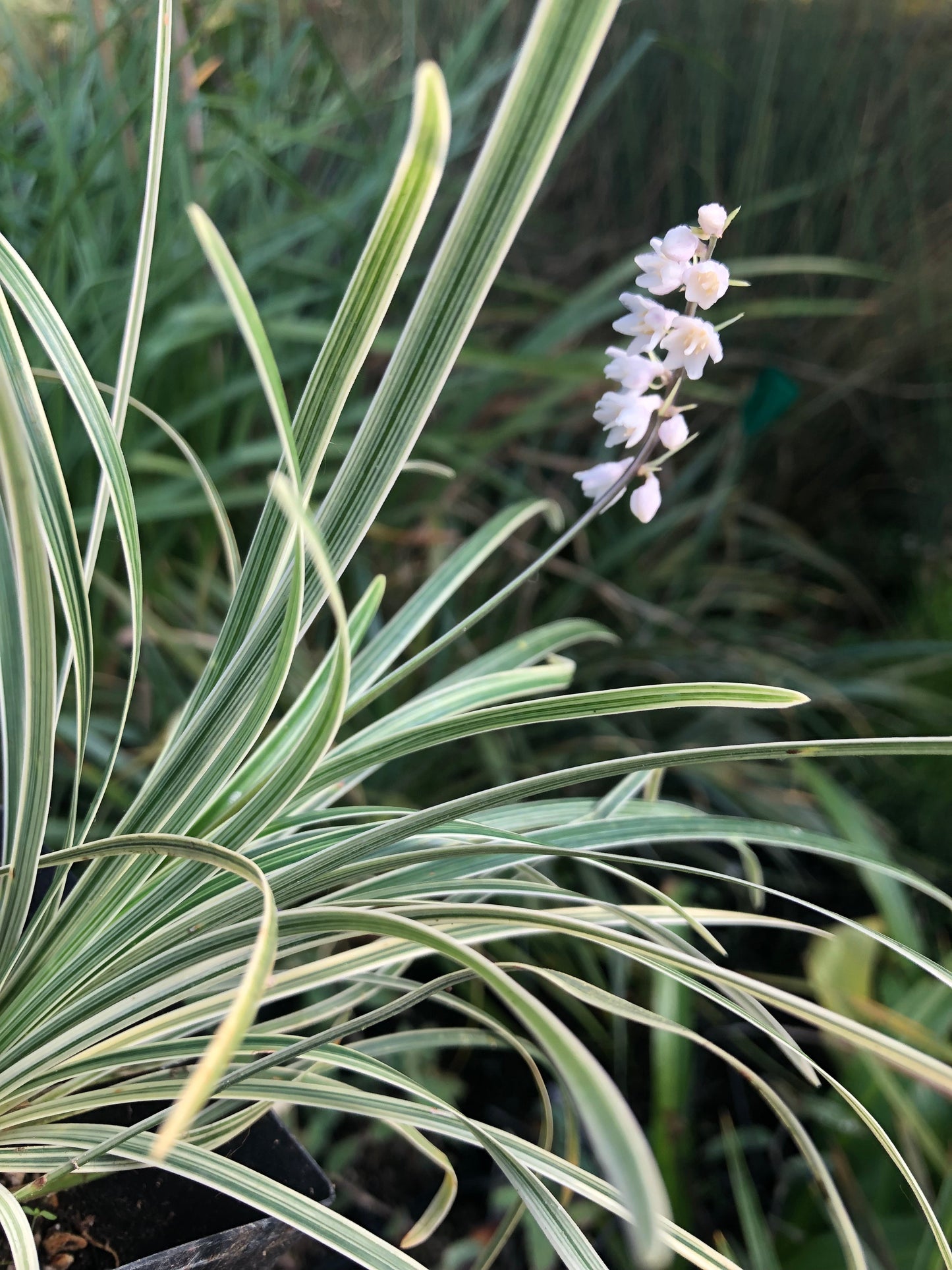 *RETAIL - Ophiopogon planiscapus 'Way Good Variegated'