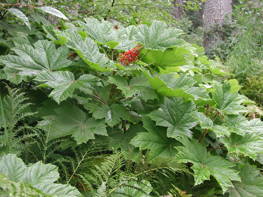 *RETAIL - Oplopanax horridus