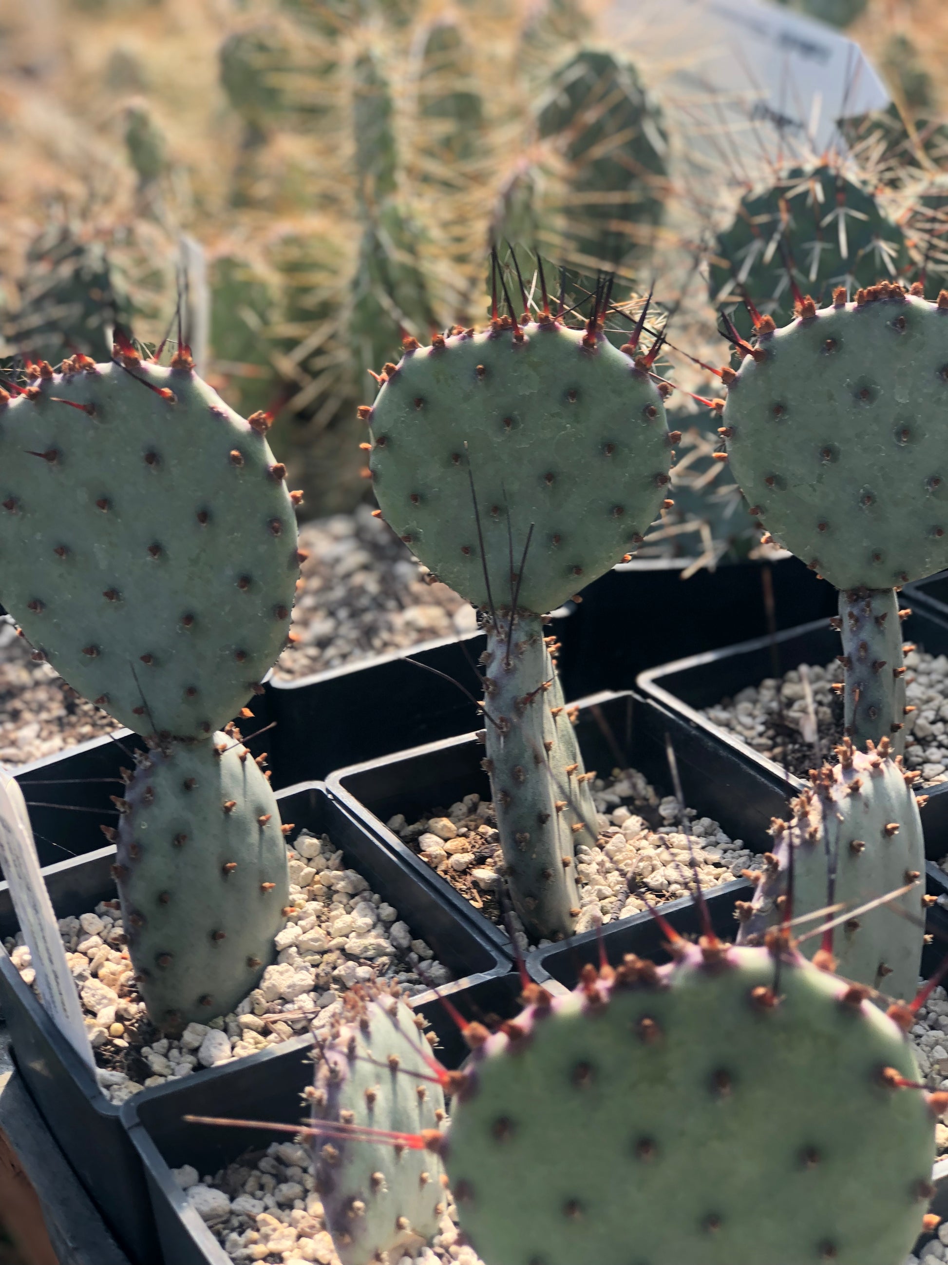 live prickly pear cactus Opuntia macrocentra 'Backlash' – Cistus Nursery