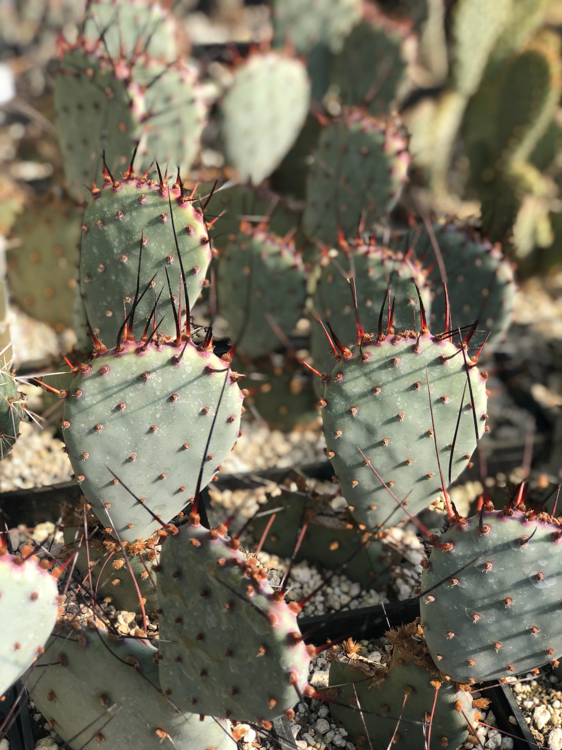 prickly pear cactus for hangover Opuntia macrocentra 'Backlash' – Cistus Nursery