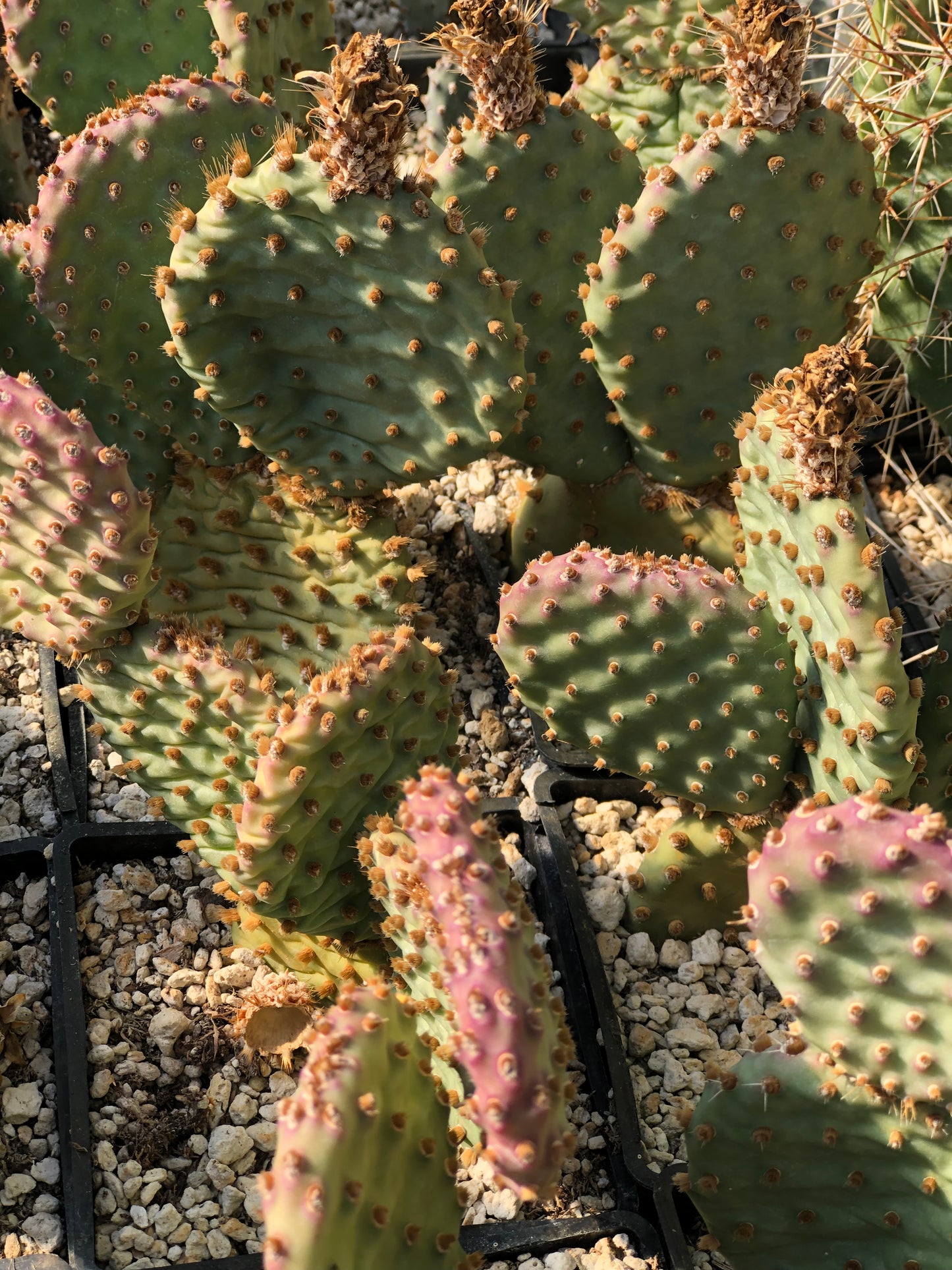 Opuntia x 'Bugsy'