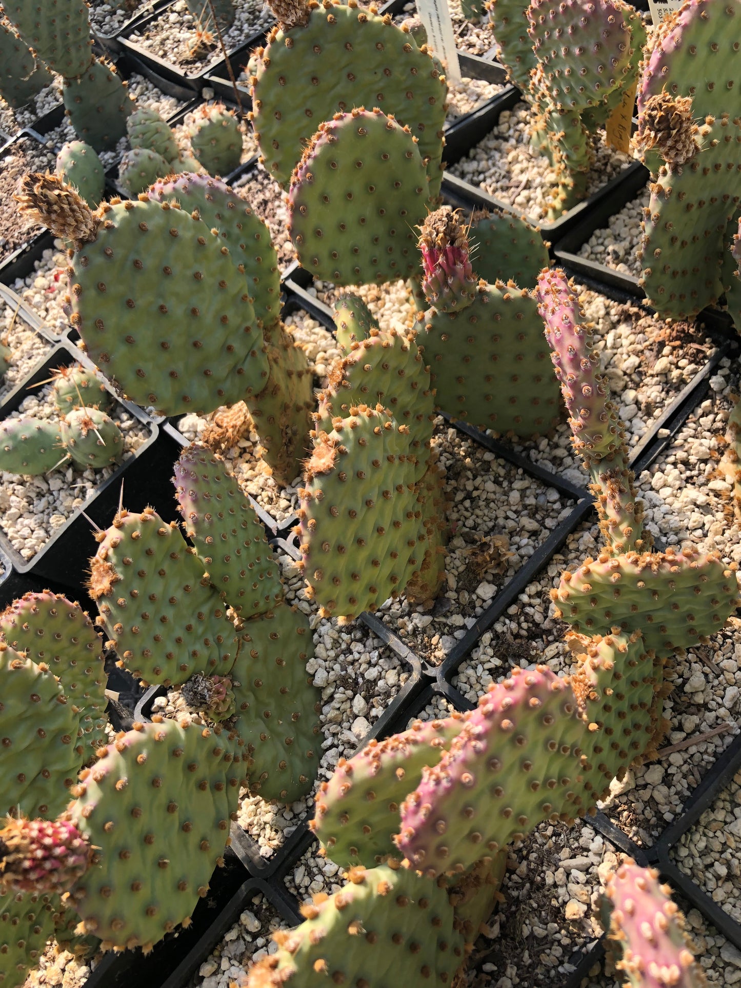 *RETAIL - Opuntia x 'Bugsy'