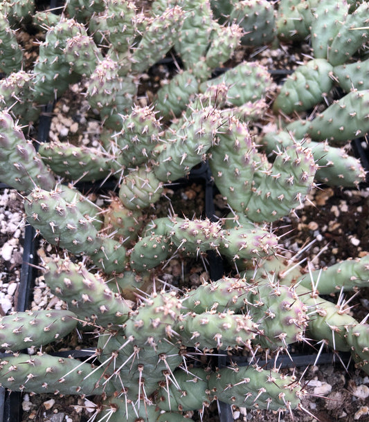 *RETAIL - Opuntia 'James Hale'