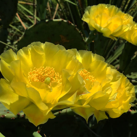 *RETAIL - Opuntia engelmannii 'O'