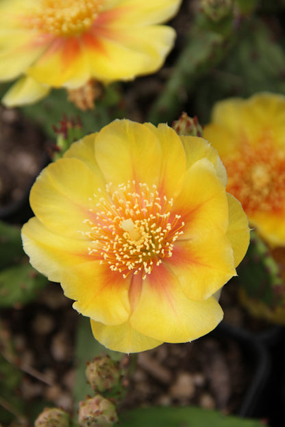 Opuntia humifusa - dwarf from Claude Barr