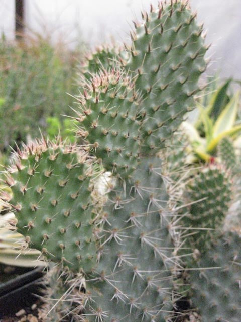 *RETAIL - Opuntia polyacantha x erinacea var. columbiana SBH 7524