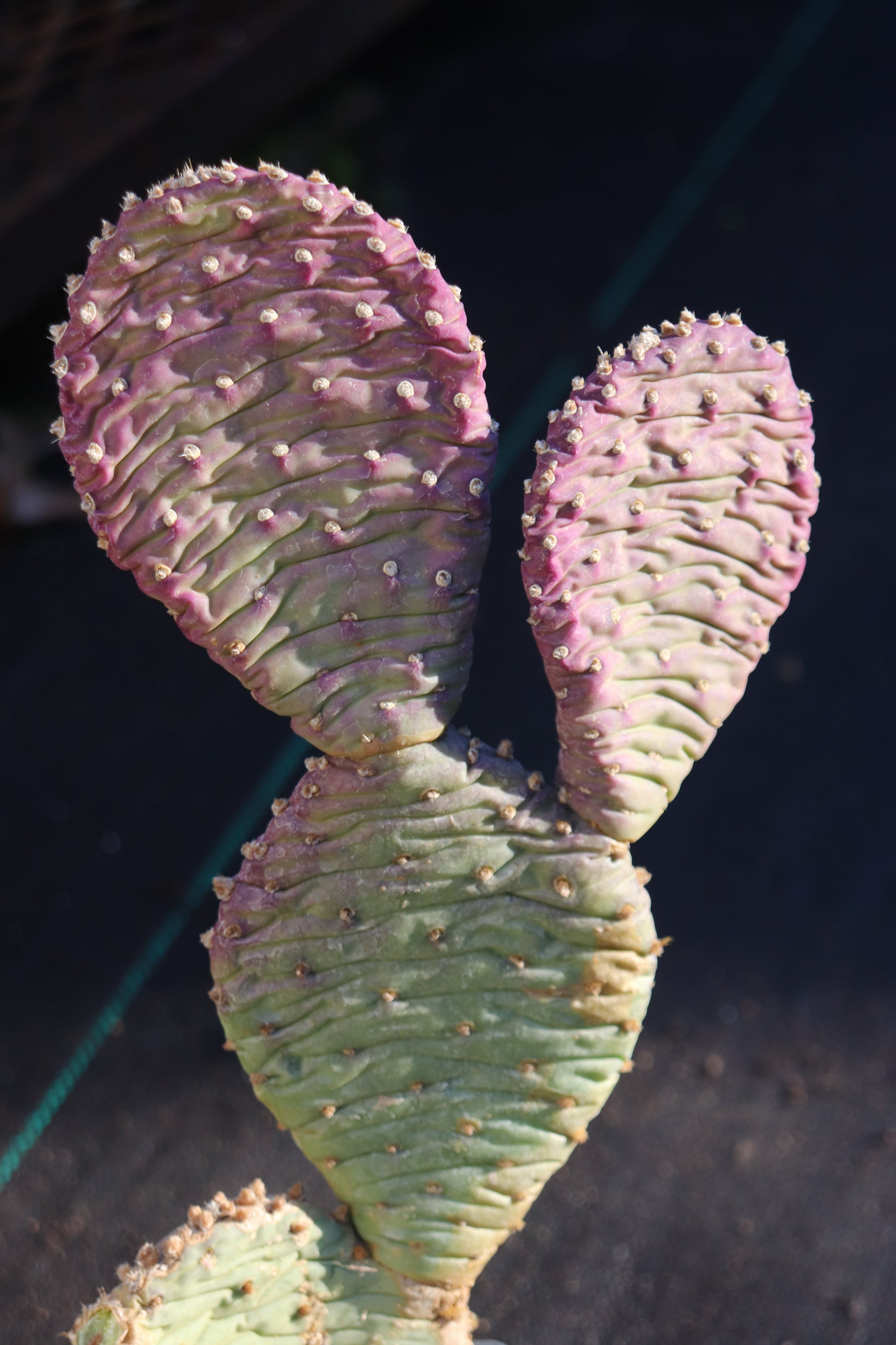prickly pear cactus in winter Opuntia aurea 'Coombes Winter Glow'