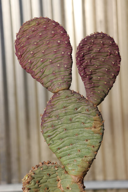 Opuntia aurea 'Coombes Winter Glow'