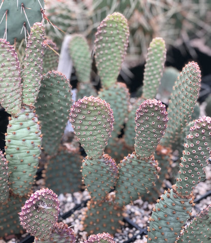 Opuntia basilaris var. aurea 'Red Rocks'