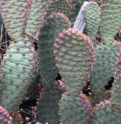 Opuntia basilaris var. aurea 'Red Rocks'