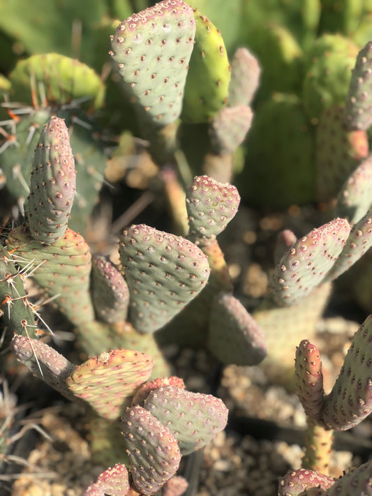 *RETAIL - Opuntia basilaris var. ramosa