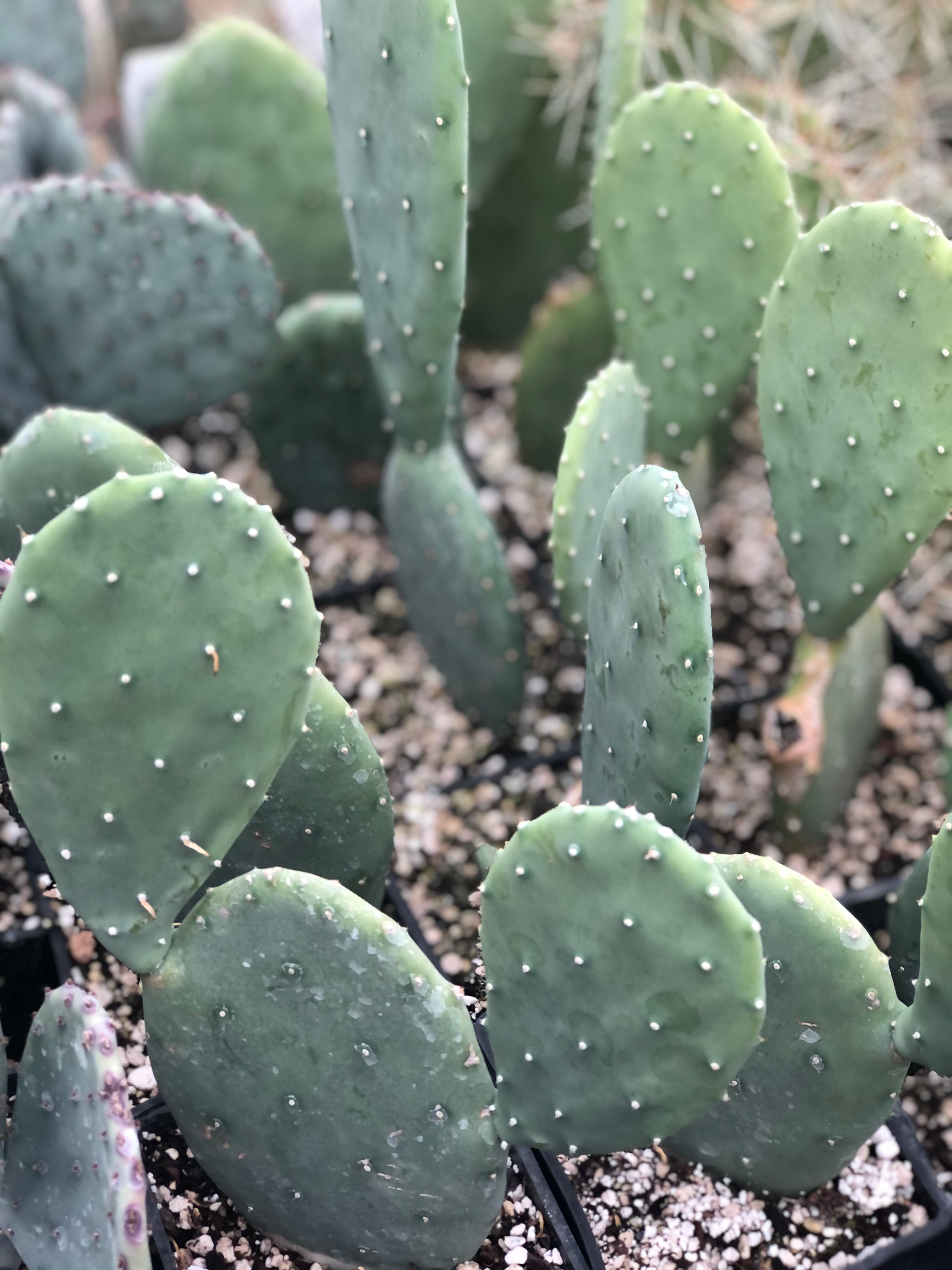 Opuntia cacanapa 'Ellisiana' – Cistus Nursery