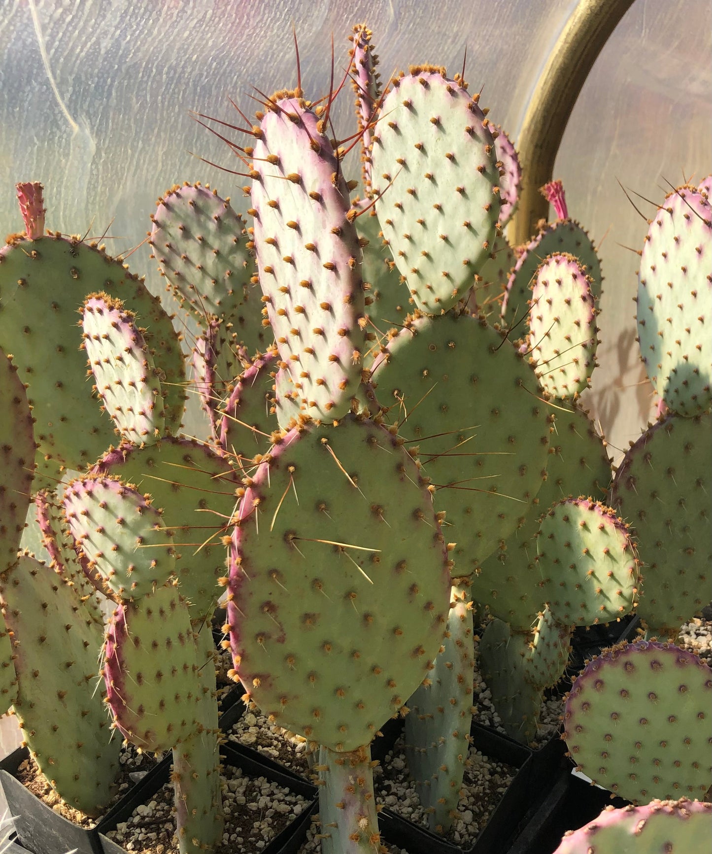 *RETAIL - Opuntia santa-rita 'Tubac'