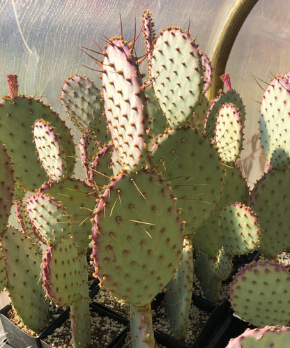 *RETAIL - Opuntia santa-rita 'Tubac'