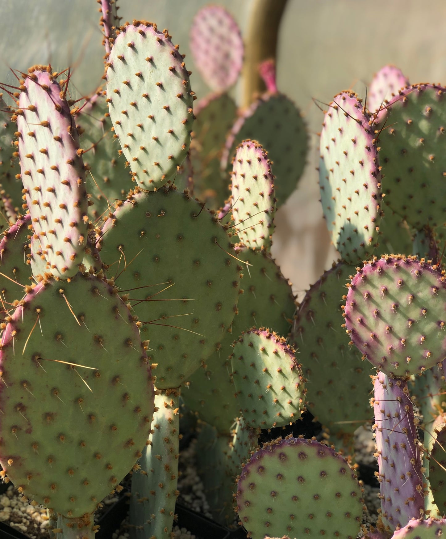 *RETAIL - Opuntia santa-rita 'Tubac'