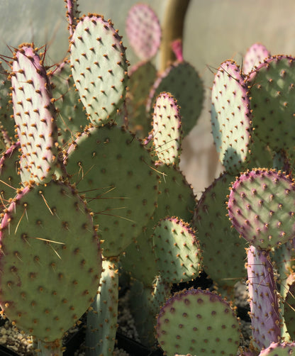 *RETAIL - Opuntia santa-rita 'Tubac'