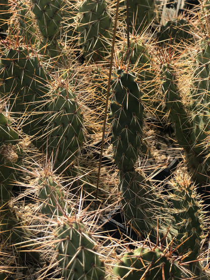 Opuntia erinacea var. columbiana 'McNary'